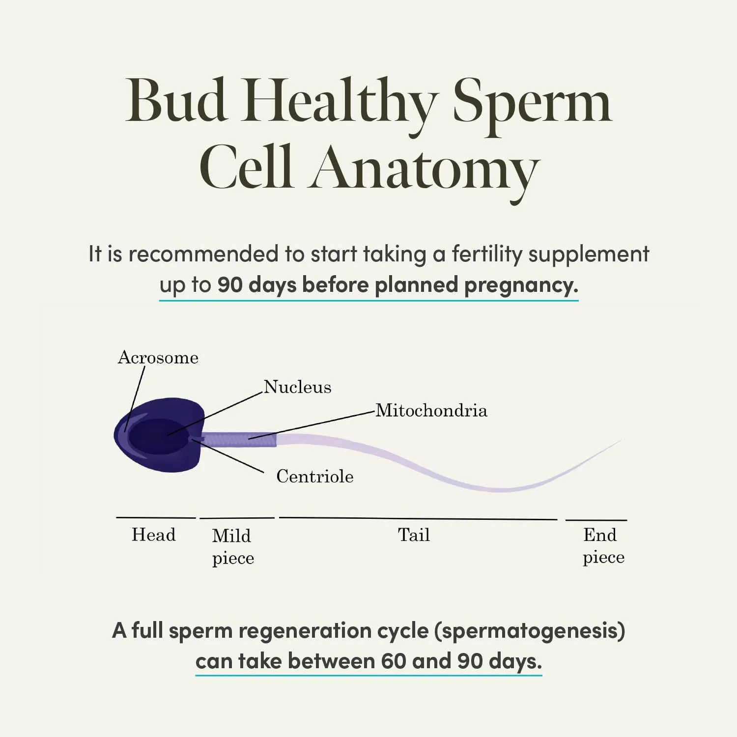 Bud Fertility & Beyond Formula for Men (60 Capsules)