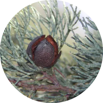 White Cypress Wood Essential Oil - Living Libations