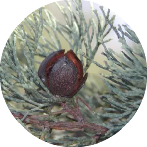 White Cypress Wood Essential Oil - Living Libations